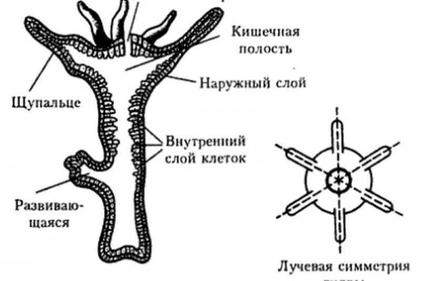 Ссылка кракен зеркало тор